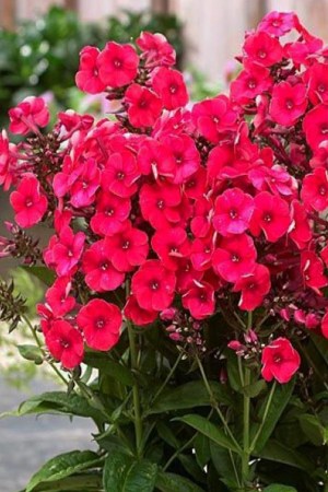 ФЛОКС  волотистий Grenadine Dream